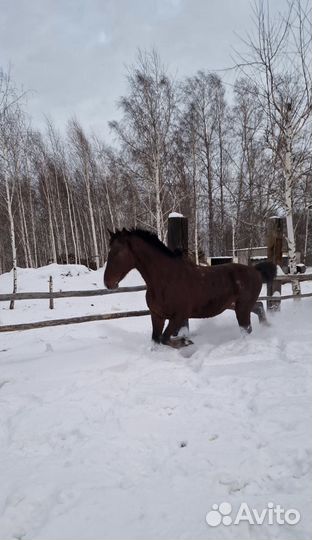 В продаже Жеребец