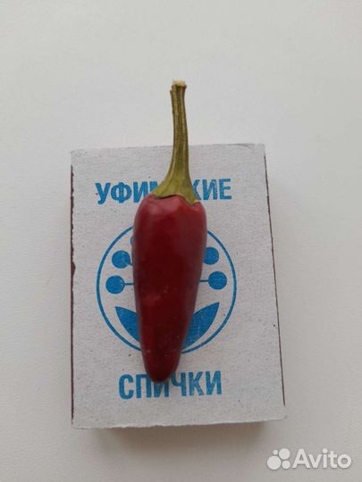 Перчик мини комнатный жгучий