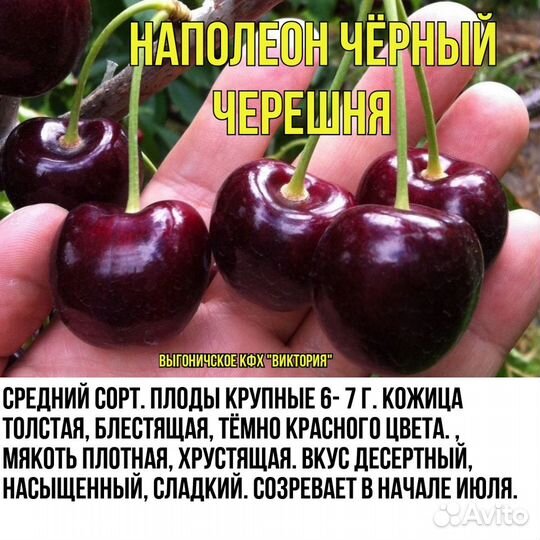 Саженцы, черешня, вишня, яблони, груши, слива, пер