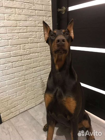 Собаки щенки добермана