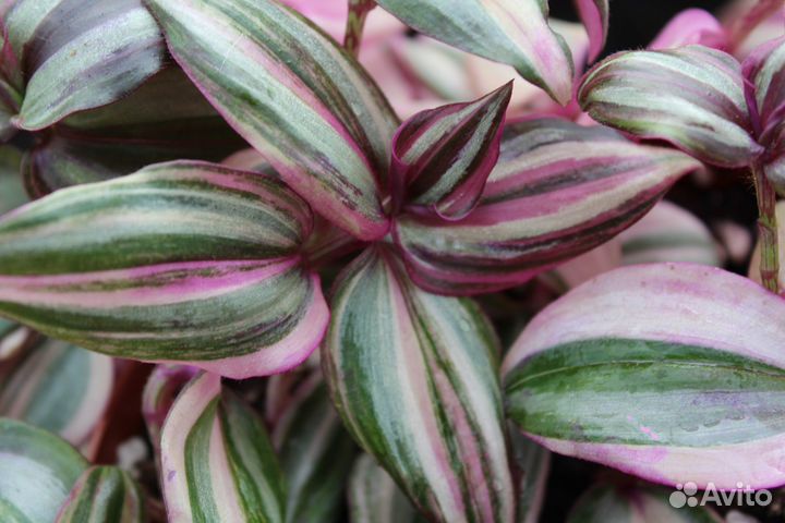 Сортовые традесканции срезом