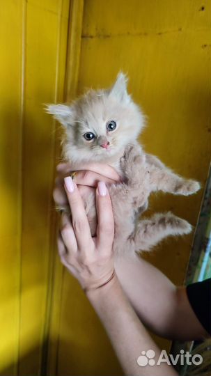 Котя персик в добрые руки