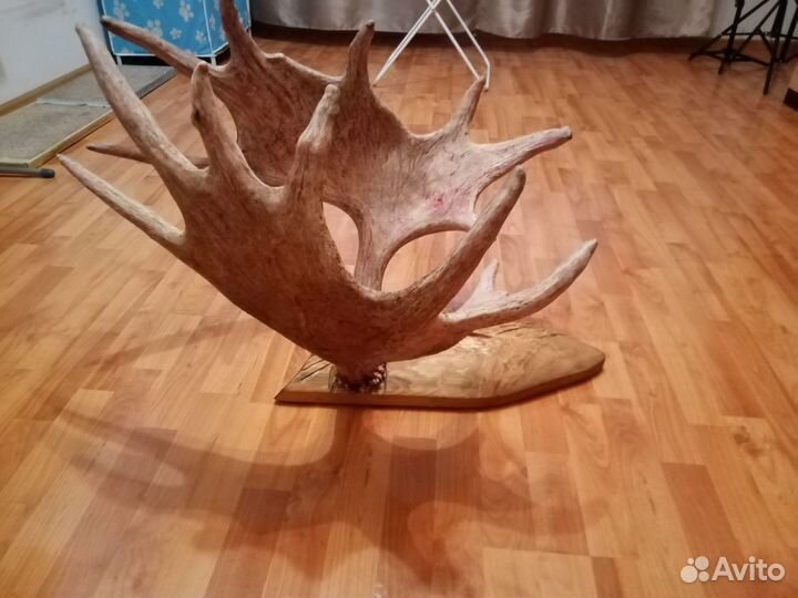 Продам рога лося