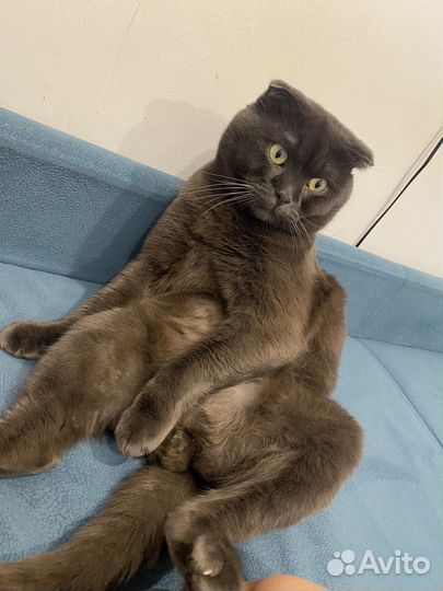 Шотландский вислоухий кот вязка