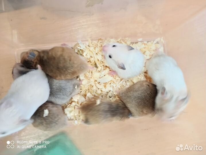 Сирийский хомяк