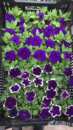 Рассаада цветов