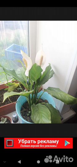 Зeфирaнтес (выскочкa), белый