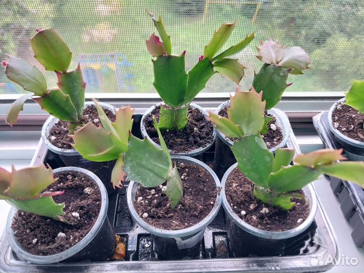 Декабрист шлюмбергера красный и оранжевый