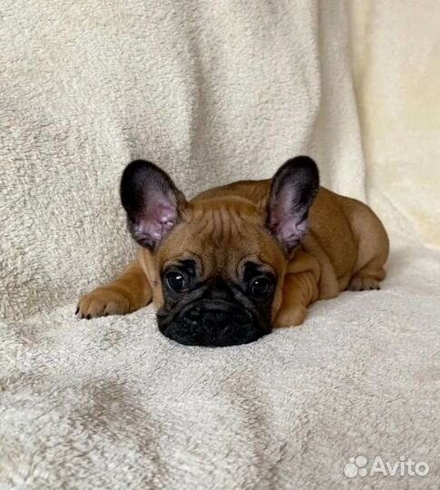 Французский бульдог щенки