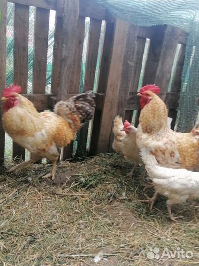 Петух порода царско сельская