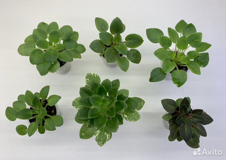 Детки фиалок мини/полумини