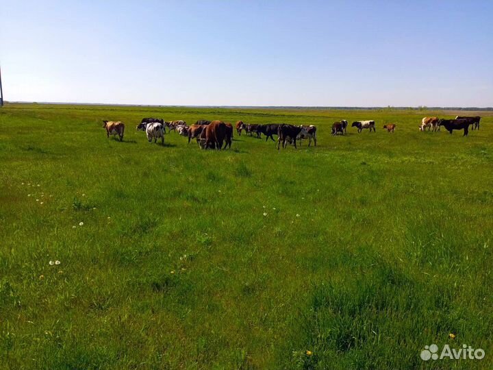 Коровы быки телята
