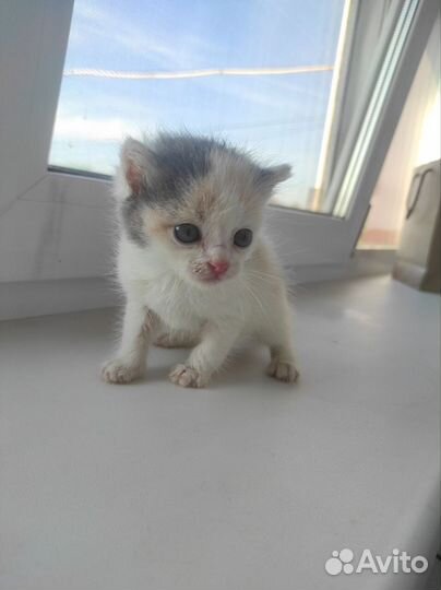 Пушистики ищут дом