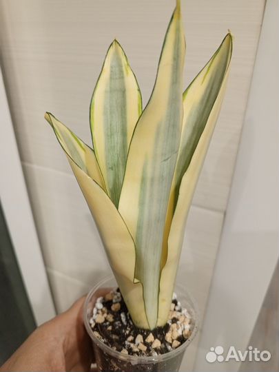 Сортовые Сансевьерии