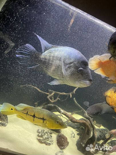 Цихлазома Дови