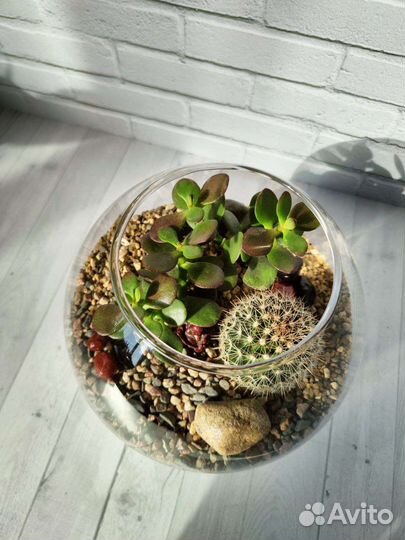 Флорариум, подарок, декор для интерьера