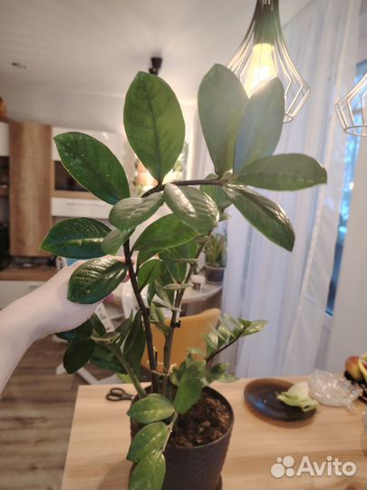 Замиокулькас