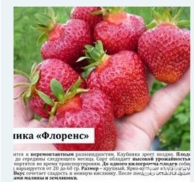 Рассада клубники усы