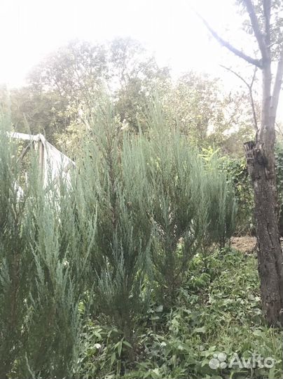 Можжевельник блю эрроу высотой 1,5м