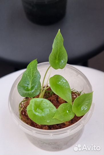 Алоказия Синуата (Alocasia Sinuata), Мело, Полли