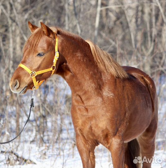 Продажа уэльского пони сектор Б