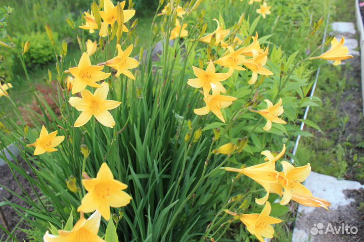 Лилейник: рассада цветов для сада