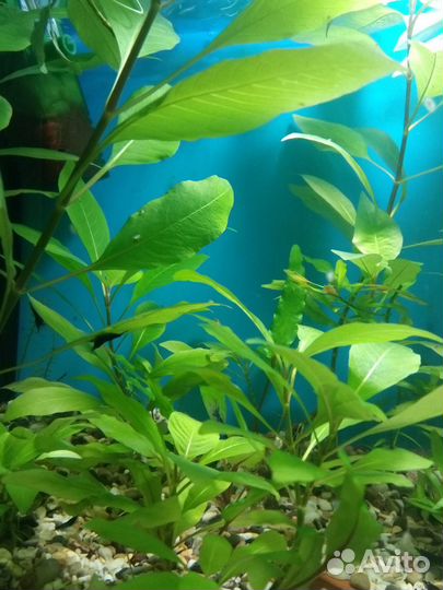 Аквариумные растения