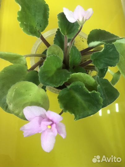 Цветущие фиалки