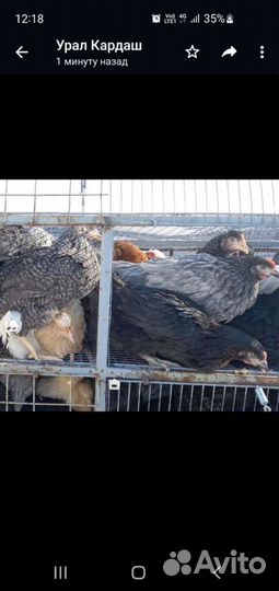 Куры,утки,гуси,бройлера