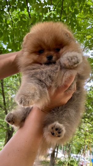 Шикарный мальчик