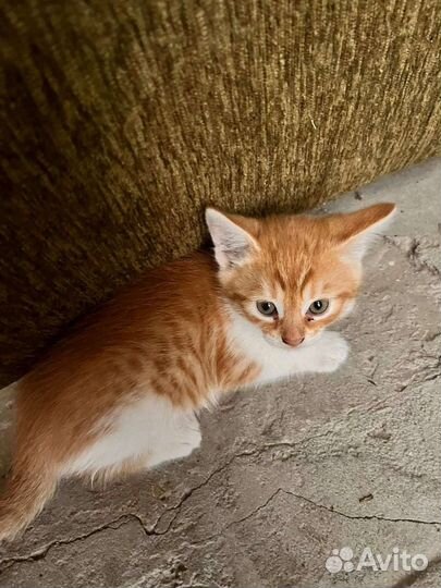 Котенок в дар бесплатно