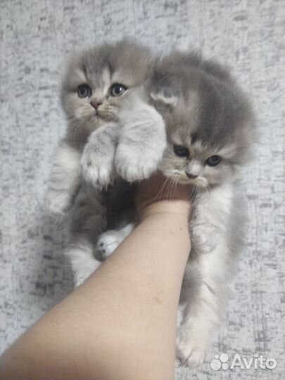 Шотландская
