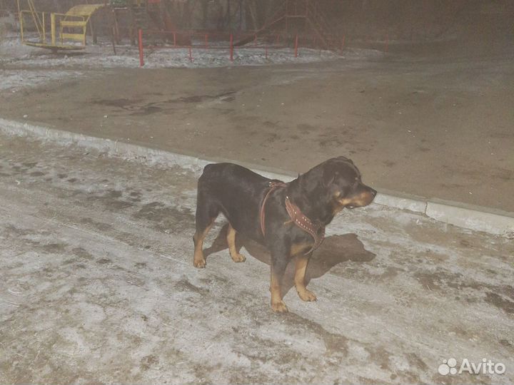 Вязка ротвейлера