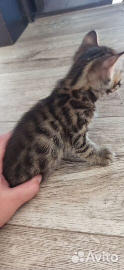 Бенгальская