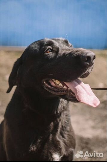 Собака метис лабрадора