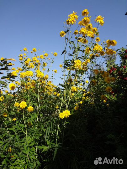 Саженцы терновника, малины