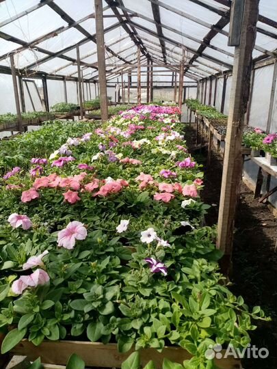 Петунья ампельная и вегетативная