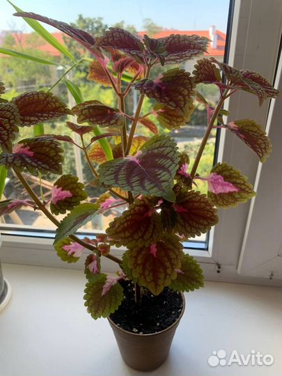 Комнатные растения цветы