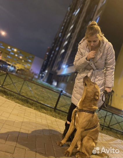 Кинолог-зоопсихолог, передержка Гатчина/ло/спб