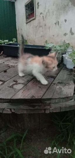 Котенок девочка в добрые руки