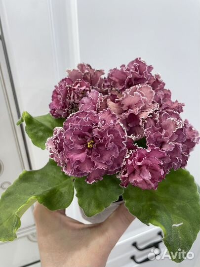 Фиалка сортовая