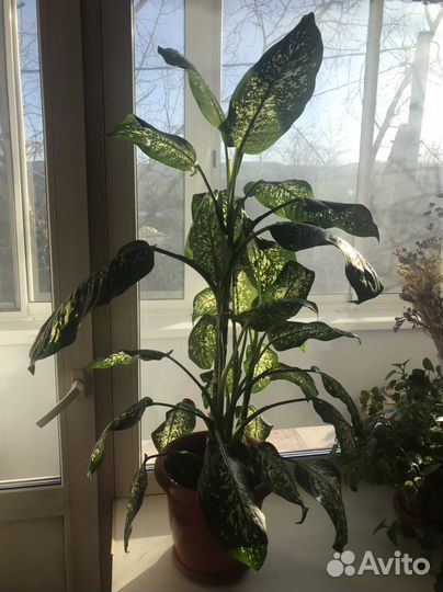 Диффенбахия