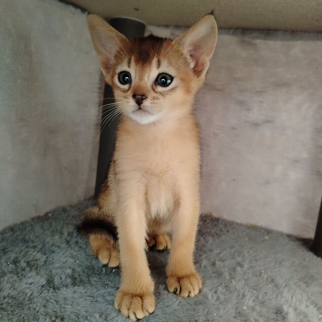 Абиссинский котёнок