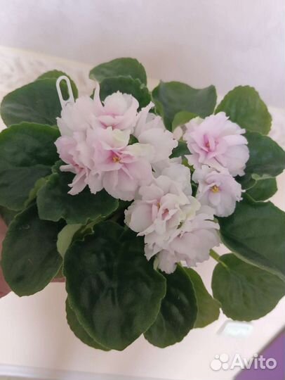 Молодые цветущие фиалочки