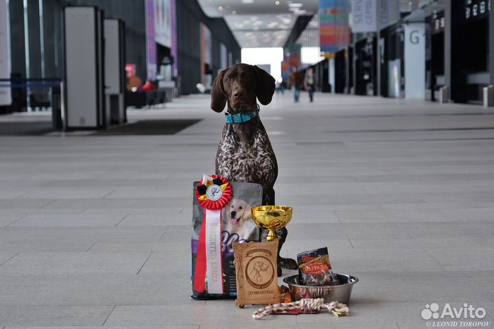 Услуги хендлера