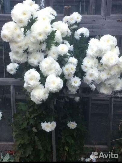 Хризантема набором