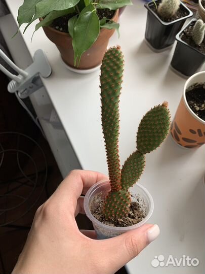 Алоказия кактусы и другие комнатные растения цветы