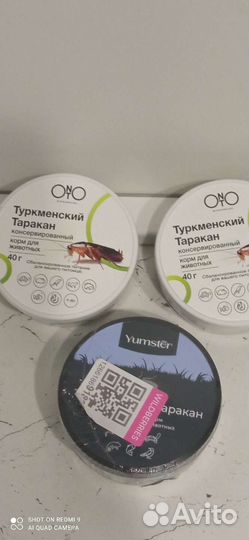 Туркменские тараканы