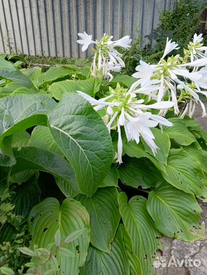 Хоста (hosta)