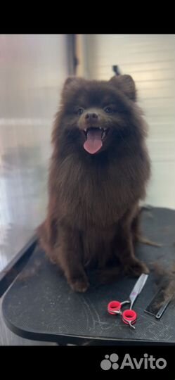 Шпиц кобель вязка